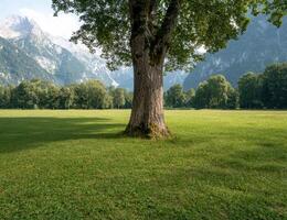 Scenic landscape with a large tree in a green field and mountains in the background photo
