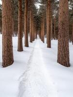 Winter forest landscape with a path through the snow covered trees photo