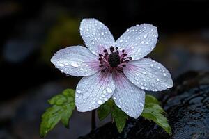 Close up of a white flower with water droplets. photo