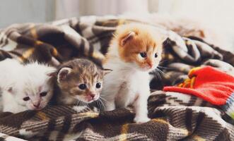 Kittens and mittens. White, Red and grey newborn kittens in a plaid blanket. Sweet adorable tiny kittens on a serenity blue wood play with cat toy and mittens. Funny kittens crawling and meowing photo