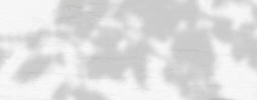A white wall with a tree shadow vector