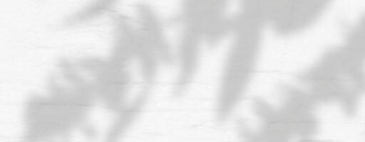 A white wall with a shadow of a tree vector