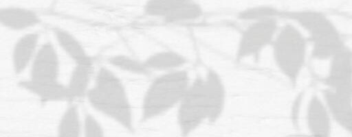 A white wall with a shadow of leaves vector