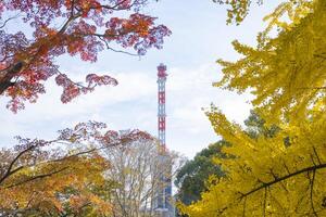 A yellow gingko tree and red maple tree with tower at Hibiya park in Tokyo photo