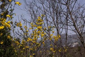 Blooming branches with yellow flowers against the sky photo