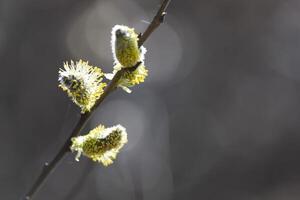 Spring willow buds on a branch photo