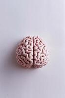 Human brain on light background, highlights and shadows that highlight its texture and contours. photo