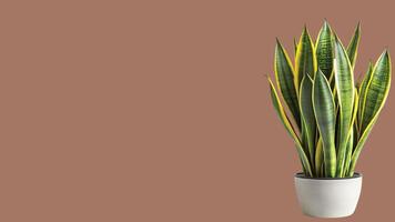 A snake plant in a pot on a brown background photo