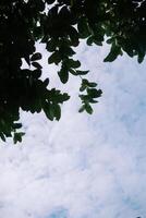 Leaves Against Cloudy Sky so good photo