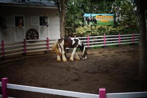 a horse standing in a pen with a fence photo