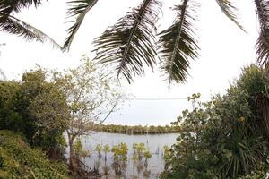 a view of a lake and a palm tree photo