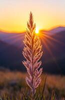 A Slender Plant Against Sunset with Mountain View photo