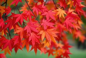 A backdrop of vibrant maple autumn leaves, showcasing rich reds, oranges, and yellows, set against a soft blurred background photo