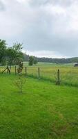 heiter Weide Szene, Gras schwankt unter wolkig Himmel inmitten Bäume und Zaun video