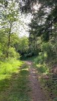 Sunlit forest path with dappled light and lush greenery amidst tranquil natural setting video