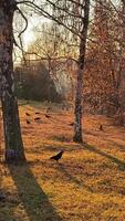 Crows foraging in sunlit autumn forest clearing at golden hour video