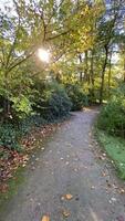 Sunlit forest path curves amid lush greenery towards tranquil pond in vibrant autumn scene video