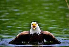 a bald eagle is standing in the water with its wings spread photo
