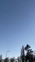 Flock of birds in formation soaring across a tranquil evening sky video