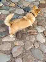 A dog on a leash walking on a stone path photo