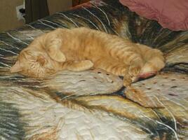 a cat laying on a bed photo