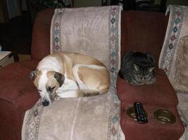 Dog and cat with TV remote. photo