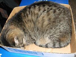 a cat is curled up in a box on a table photo
