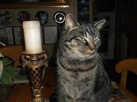 a cat sitting on a table next to a candle photo