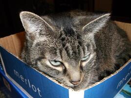 a cat is sitting in a box photo