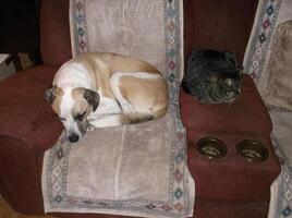 a dog and a cat on a couch photo