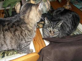 two cats are sitting on a table photo