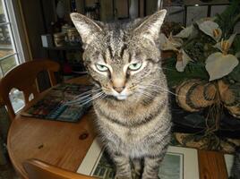 a cat sitting on a wooden table photo