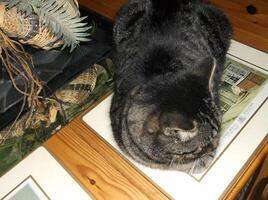 Cat on a table. photo