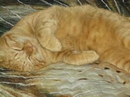 a cat sleeping on a bed photo