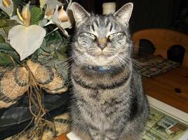 A beautiful tabby cat with a blue collar sitting on the table and looking into the camera. photo