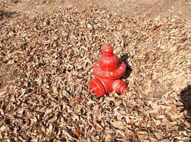 a red fire hydrant in the middle of a field of dried leaves. photo