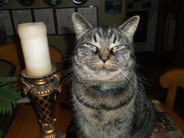 A cat sits on the table and looks into the camera. photo