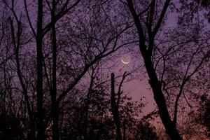 Crescent moon peeks thru the trees shortly after sunset with a colorful sky photo