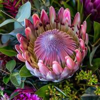 In a close-up view, the majestic king protea displays its stunning pink petals, surrounded by rich greens and other vibrant flora, creating a captivating natural tapestry photo
