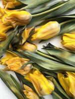 Bright yellow tulips lay elegantly among vibrant green leaves, showcasing their cheerful hues and smooth textures. This artistic display captures the essence of spring's charm and beauty photo