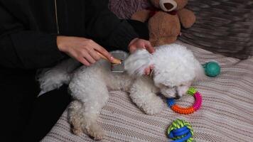 The puppy's master combs its soft white fur while it plays video