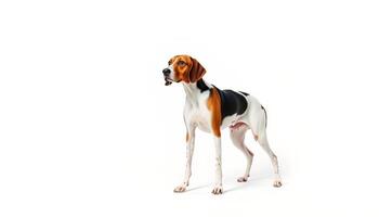 Tricolor Hound Dog Studio Portrait Against White Background photo