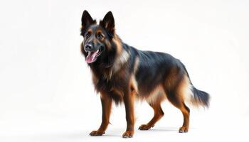 Portrait of a Black And Tan German Shepherd Dog Standing Against White Background photo