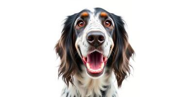 Happy Dog Portrait Against White Background photo