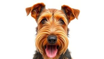 Portrait of a Happy Airedale Terrier Dog Against a White Background photo