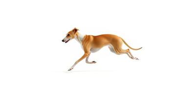 Tan And White Whippet Running Against White Background photo