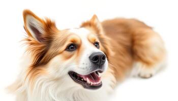 Portrait of a Happy Red and White Fluffy Dog Against a White Background photo
