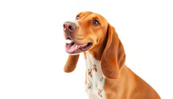 a dog with its tongue out on a white background photo