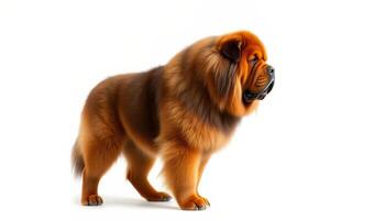 Large Fluffy Brown Chow Chow Dog Studio Portrait photo