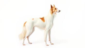 White And Tan Hound Dog Profile Studio Portrait photo